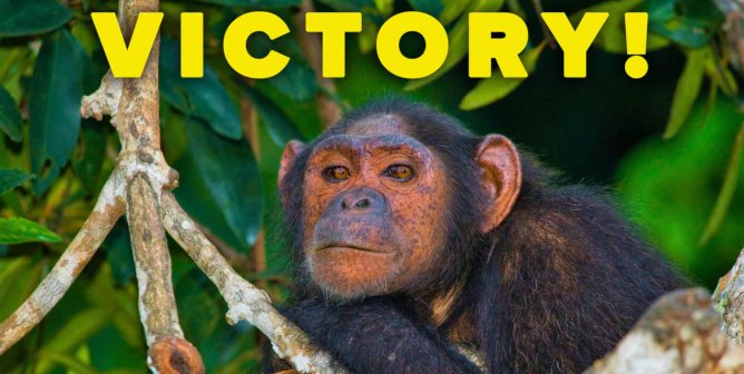 Saying Goodbye to Harmful Greeting Cards, Hallmark Makes a Change for Chimpanzees