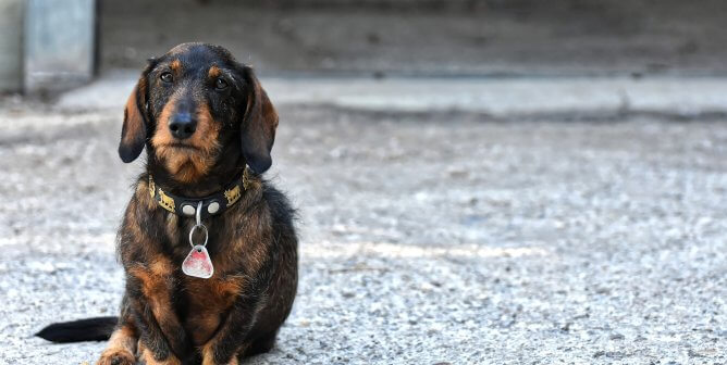 Is the Dachshund the Unhealthiest Dog Breed?