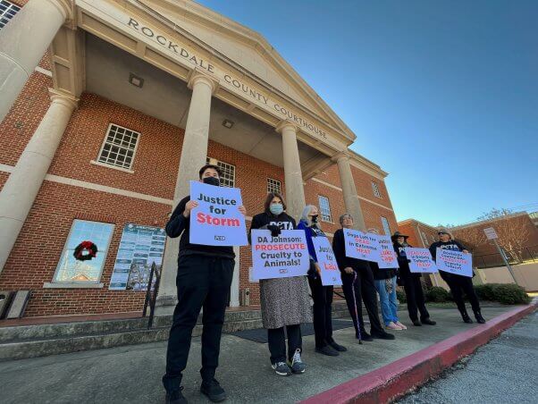 dog heatstroke protest