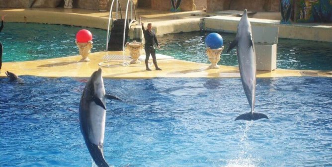 SeaWorld Just Secretly Shipped 24 Dolphins to Abu Dhabi