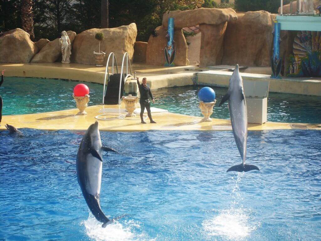 dolphins forced to perform