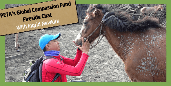 animal rescuer helps horse covered in ash
