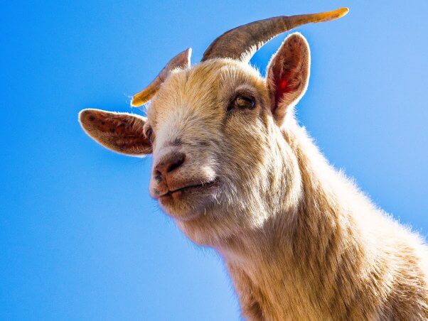 tan goat looking down with blue background