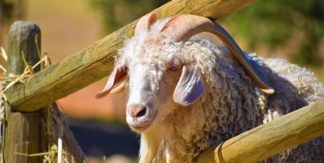 curly-haired goat looks out from pen