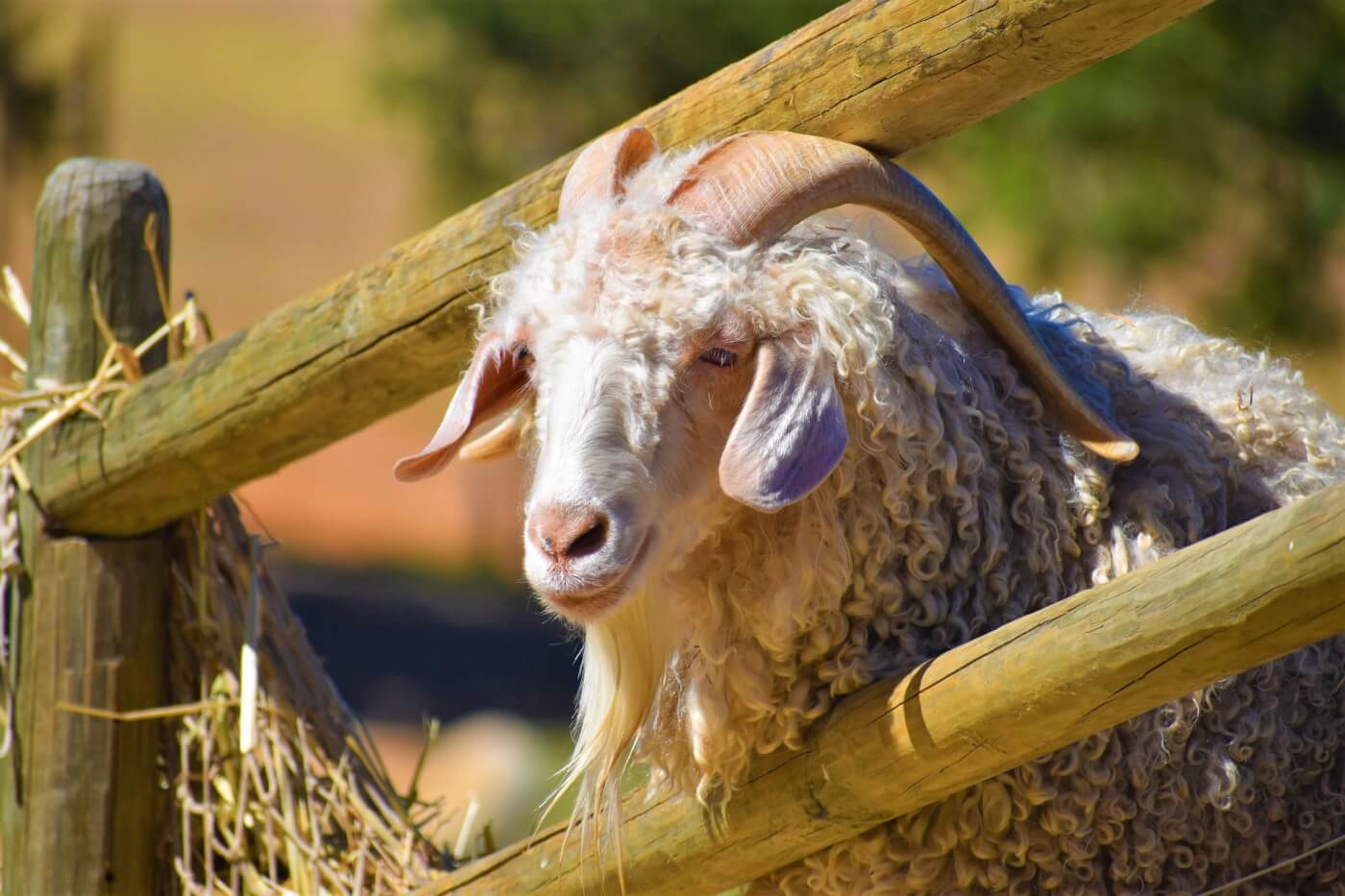 Goats Win! Macy’s, Bloomingdale’s, TJ Maxx, and Others Say ‘No’ to Mohair After PETA Push