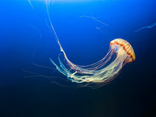 jellyfish facts