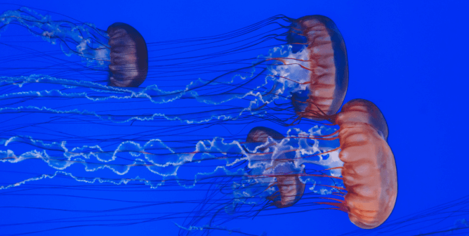 Celebrate National Jellyfish Day With These 9 Amazing Jellyfish Facts!