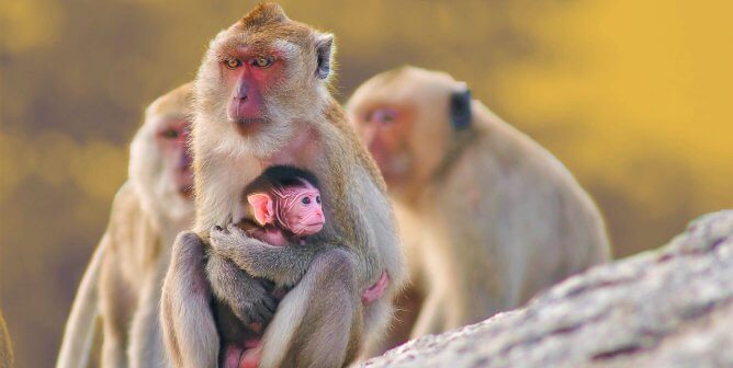 Four monkeys huddled together on rock cliff