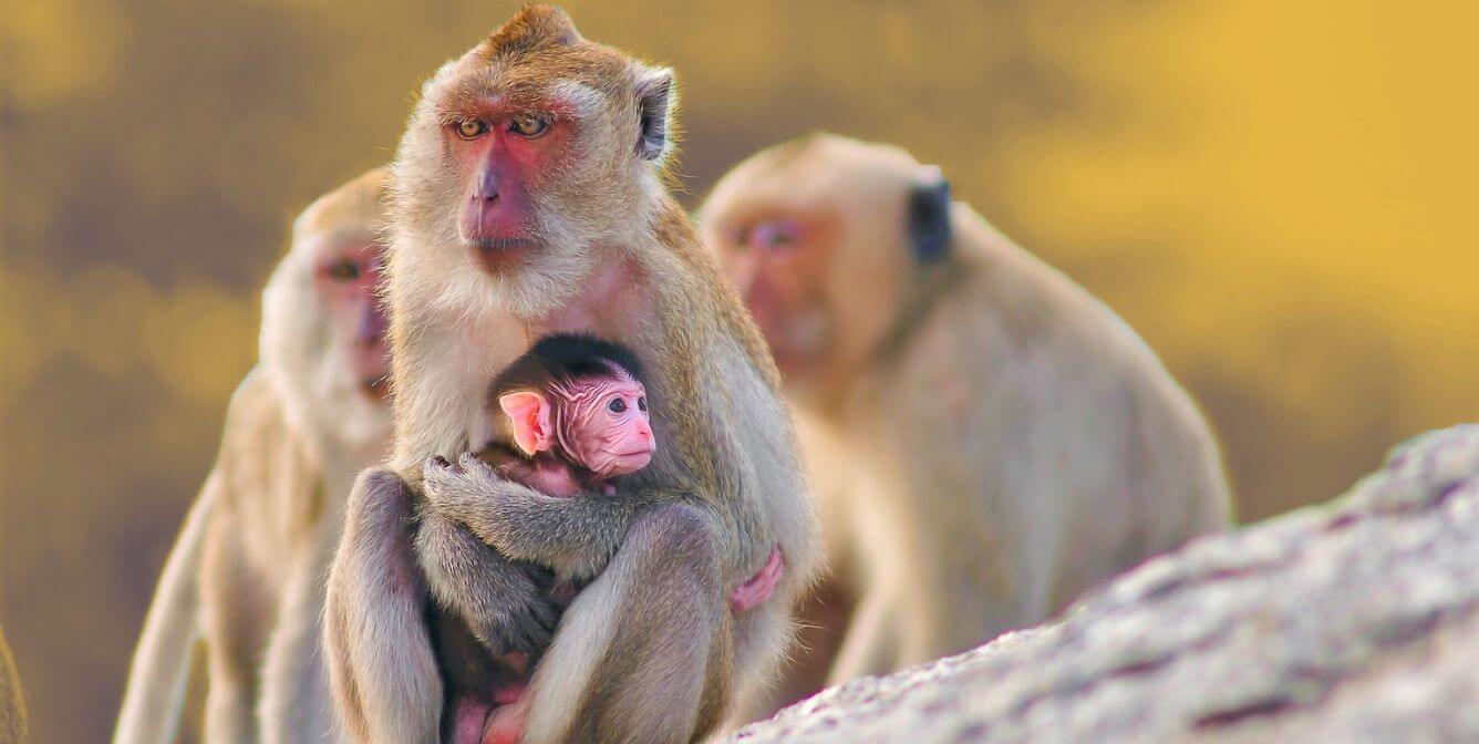long tailed macaques on rocks with yellow background Charles River Laboratories Exec Calls Monkeys ‘Pests’