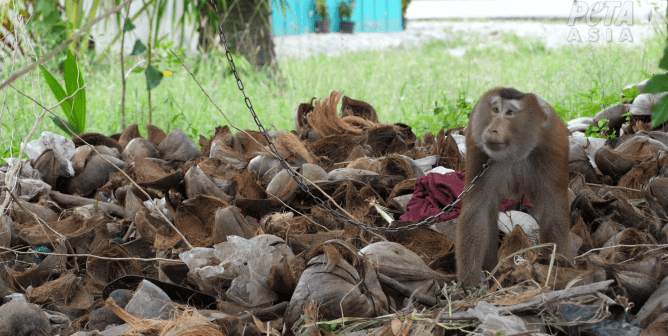 PETA to Urge Kroger to Stop Selling Coconut Products Tied to Monkey Labor