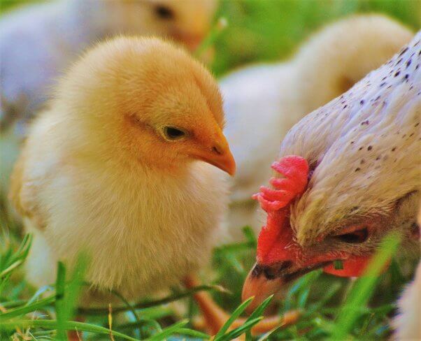mother and baby chicks in grass