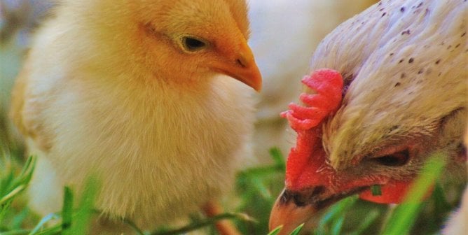 mother and baby chicks in grass