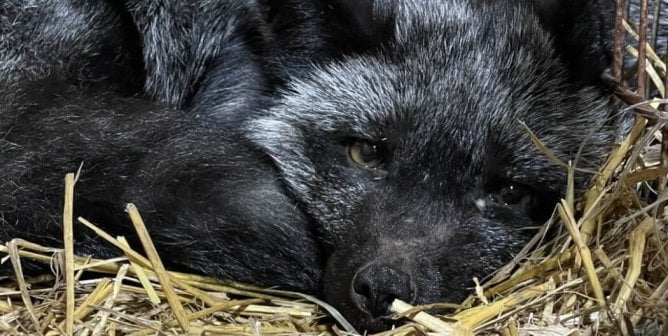 A black fox laying in tiny crate, on top of dirty straw.
