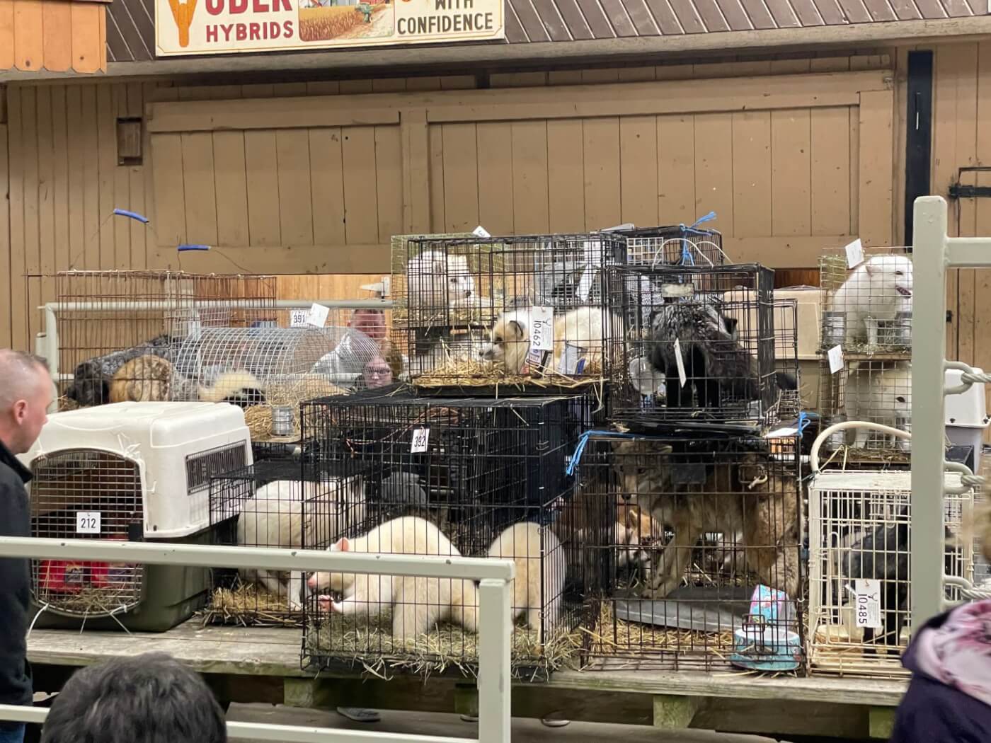 Distressed animals, stacked in cages with no room to turn around, suffer at an auction at the Mt. Hope Auction stockyard in March 2022. 