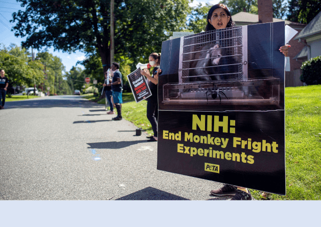 PETA Alleges Viewpoint Discrimination at NIH After VP Banned From Public Forum