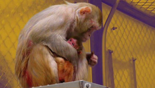 Harvard Experimenter Continues Depraved Legacy of Britches’ Tormenter