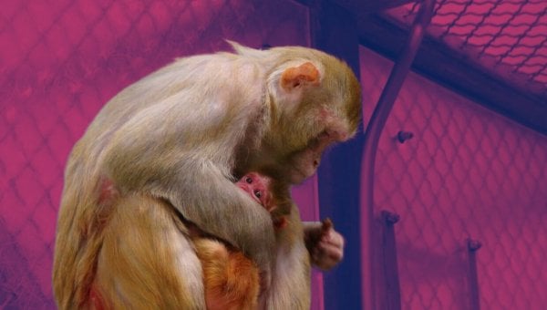 mother and baby monkey in cage at NIH lab with purple background to add color