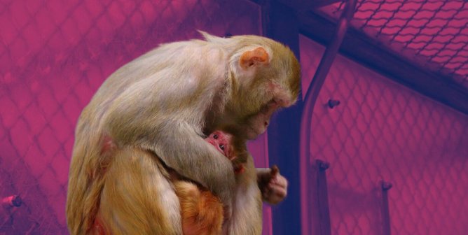 mother and baby monkey in cage at NIH lab with purple background to add color