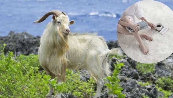 Overstock.com Banned Cashmere, so We’re Going on a Shopping Spree