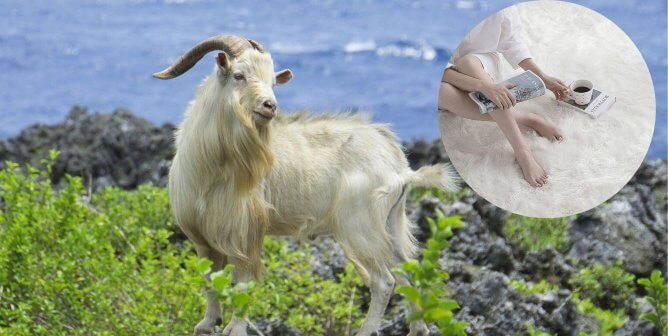 Overstock.com Banned Cashmere, so We’re Going on a Shopping Spree