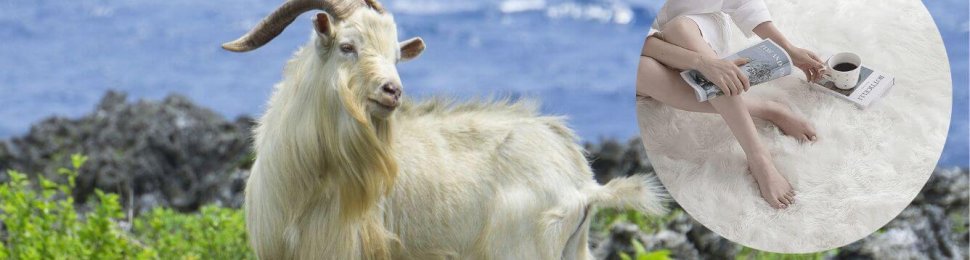 happy goat and a circle with a photo of a vegan rug