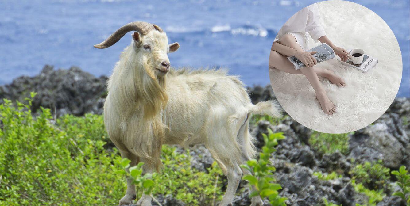 overstock bans cashmere Overstock.com Bans Cashmere—Shop Its Vegan Styles