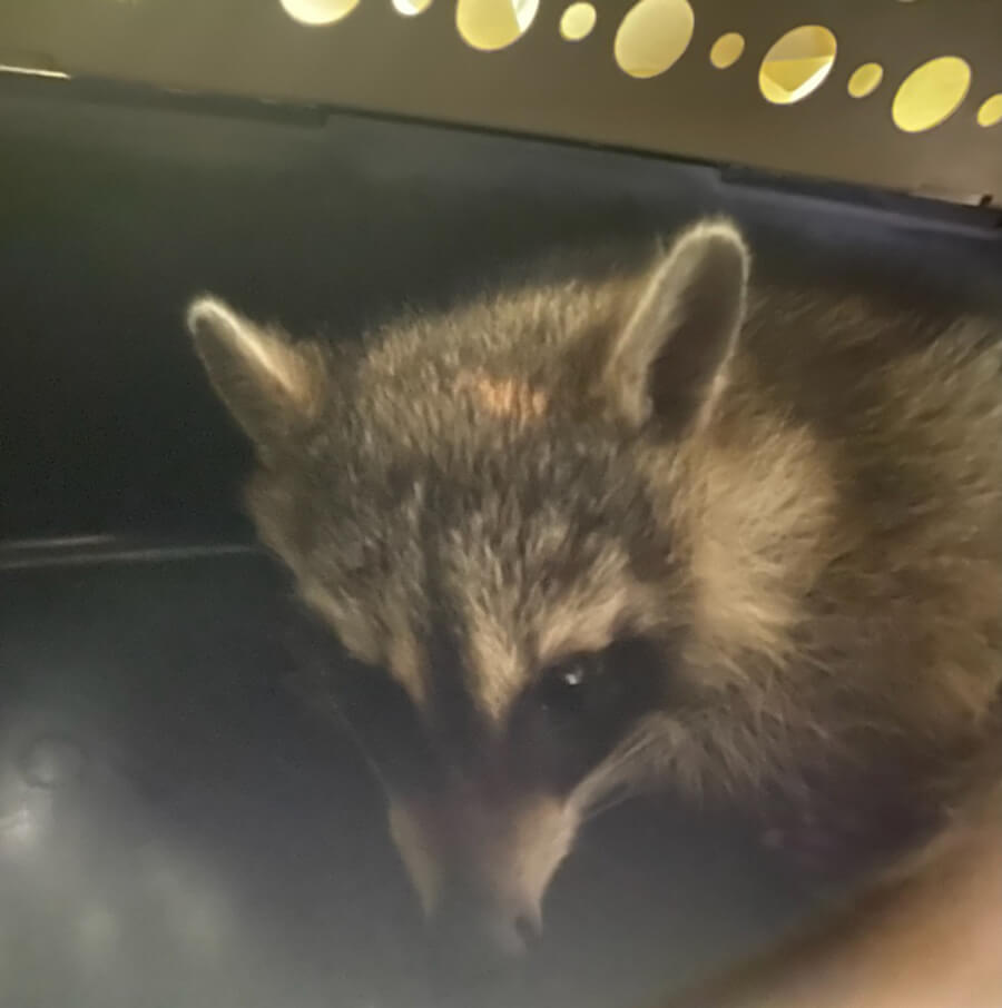 injured raccoon in a carrier
