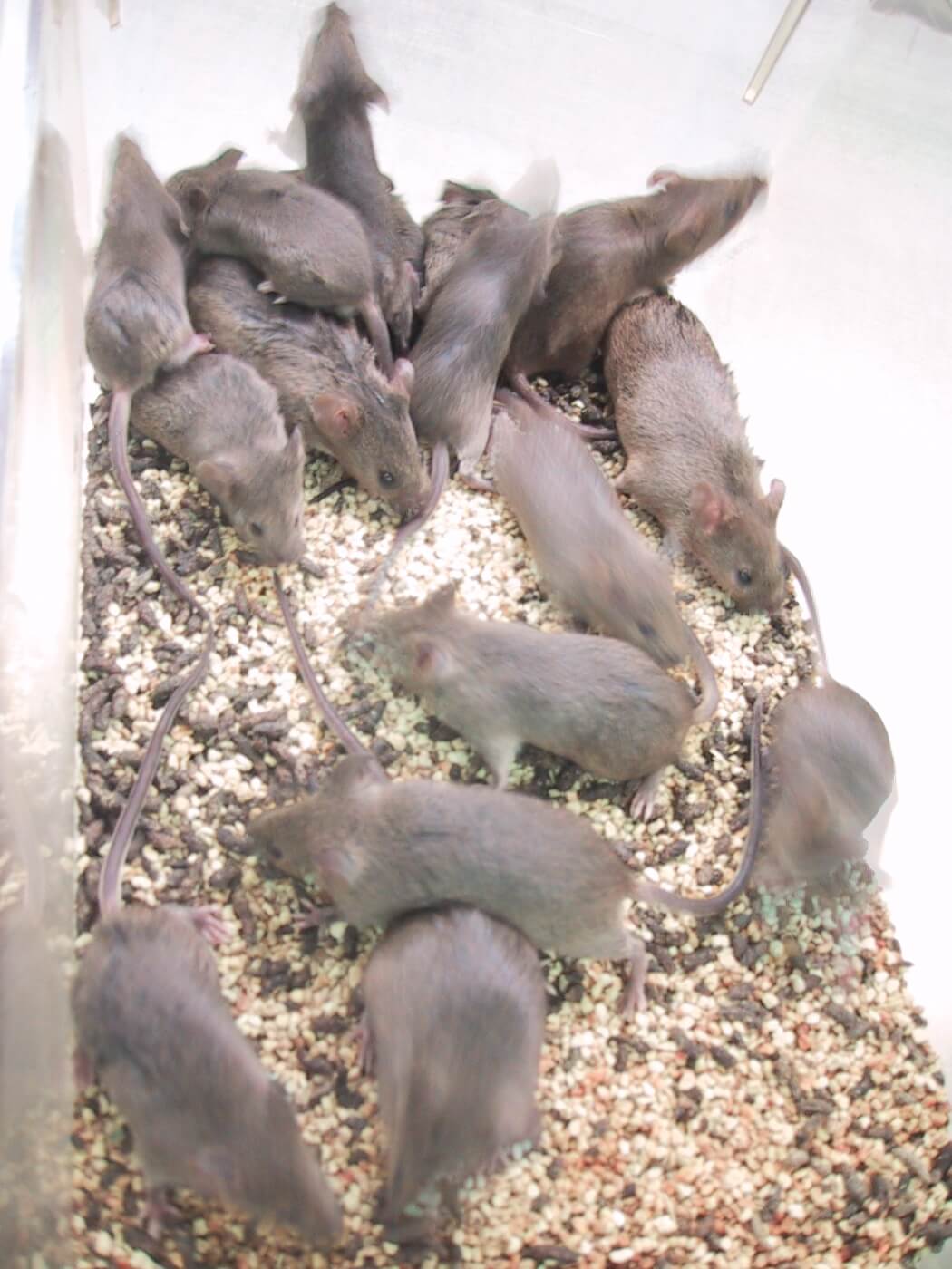 Brown mice crowd on top of each other in a small container