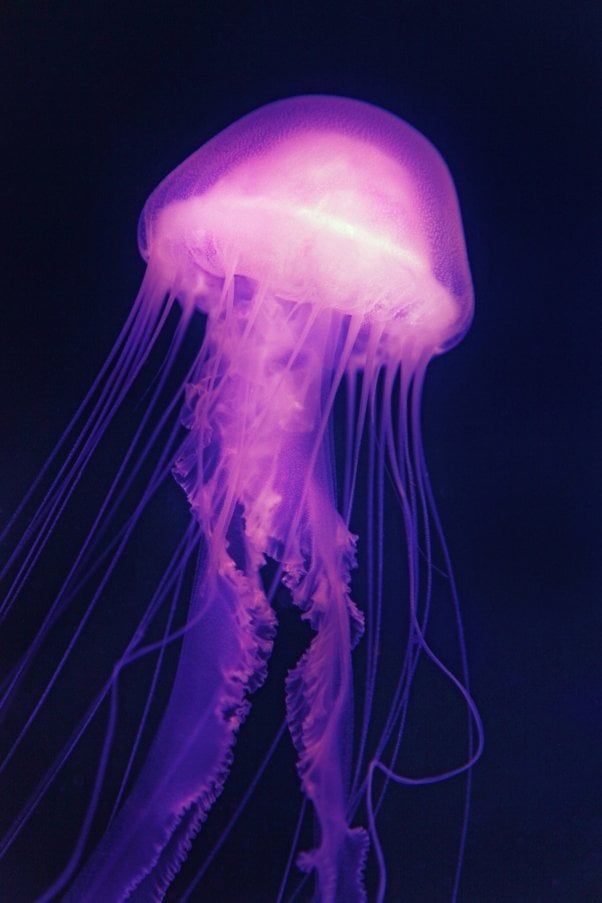 jellyfish facts