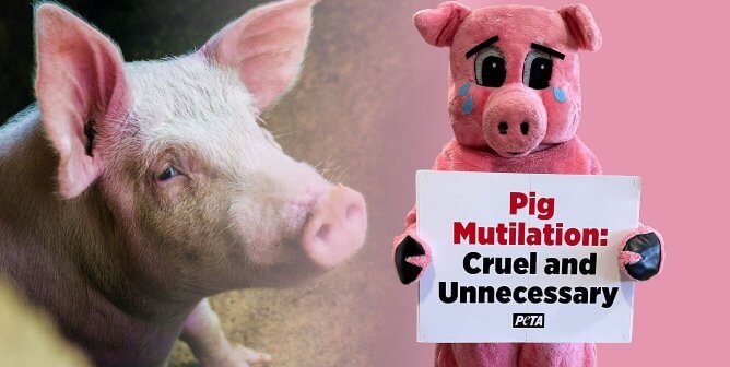 pig mascot and sad pig looking at camera