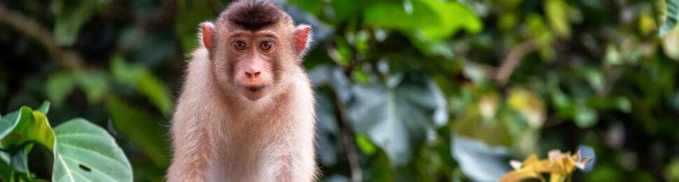 A pig-tailed macaque in a tree