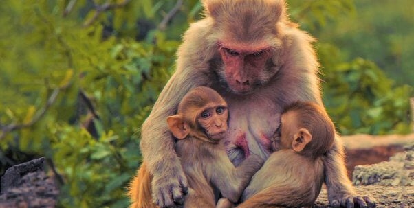 rhesus macaque family