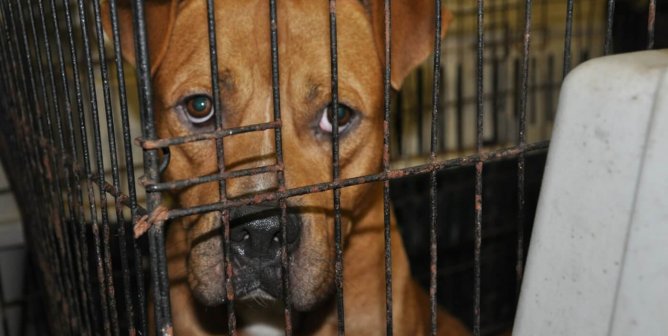 ‘No-Kill’ or ‘No Admission’? Limited-Intake Shelter Policies Implode