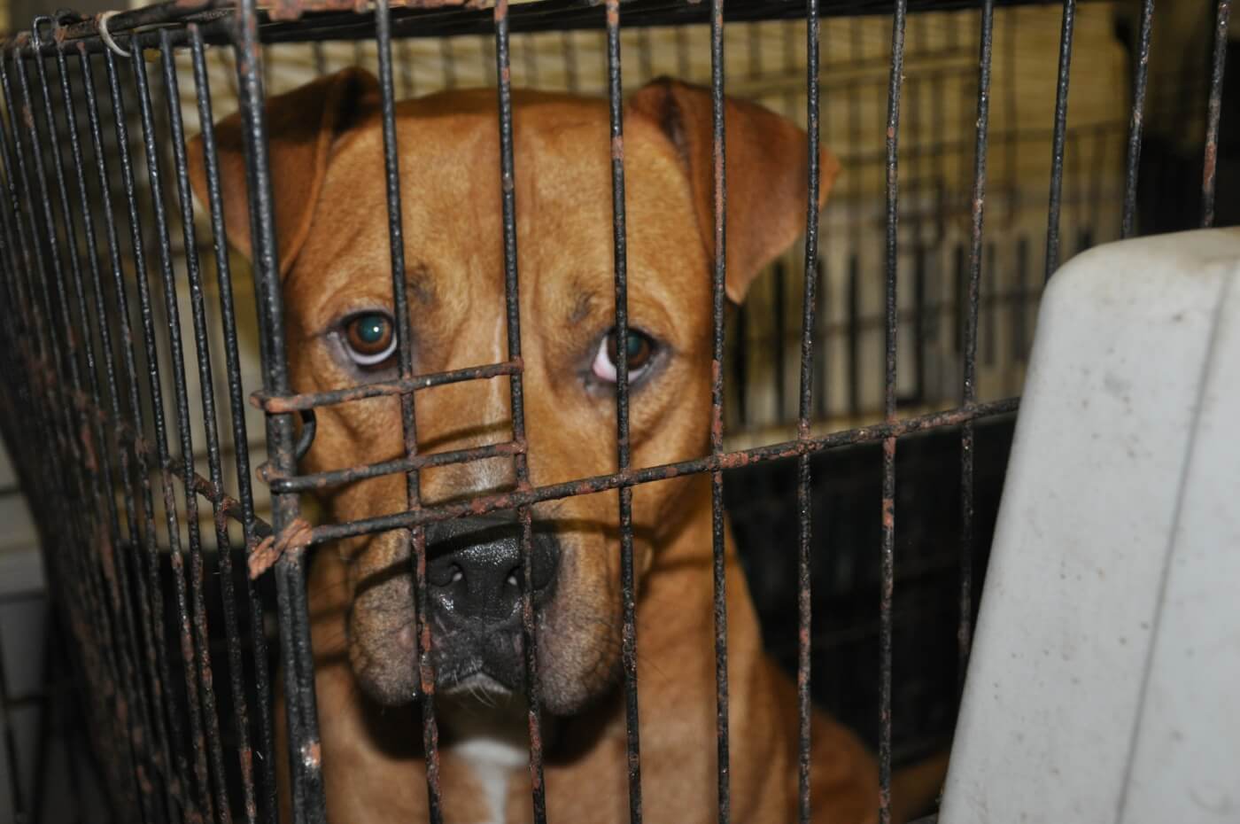 sad brown dog dirty cage ‘No-Kill’ Shelter Policies Are Failing Animals