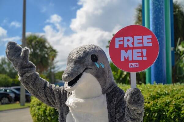 crying dolphin at miami seaquarium