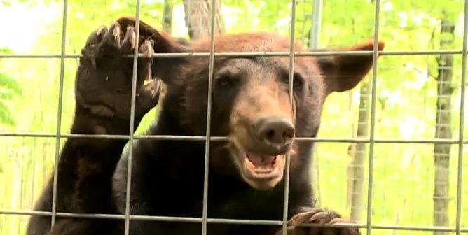 A brown bear gnawing at the bars to their enclosure