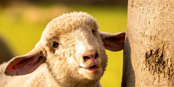 sheep next to a tree with yellow backgound