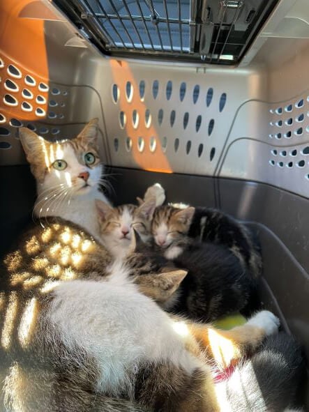 mother cat and kittens in a carrier