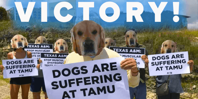 VICTORY! Finished! Done! Over! Texas A&M to Release the 9 Healthy Golden Retrievers for Adoption!