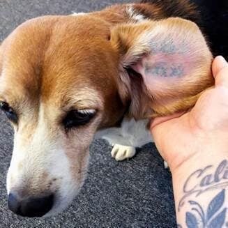 Beagle ears tattoo