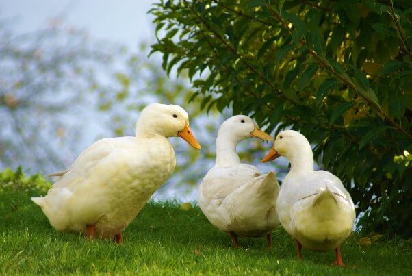 three happy ducks by bushes