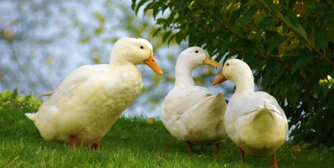 three happy ducks by bushes