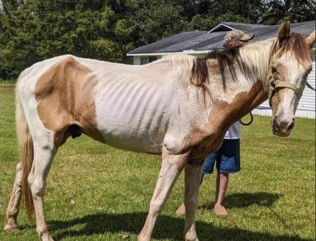 underweight horse rescued by PETA