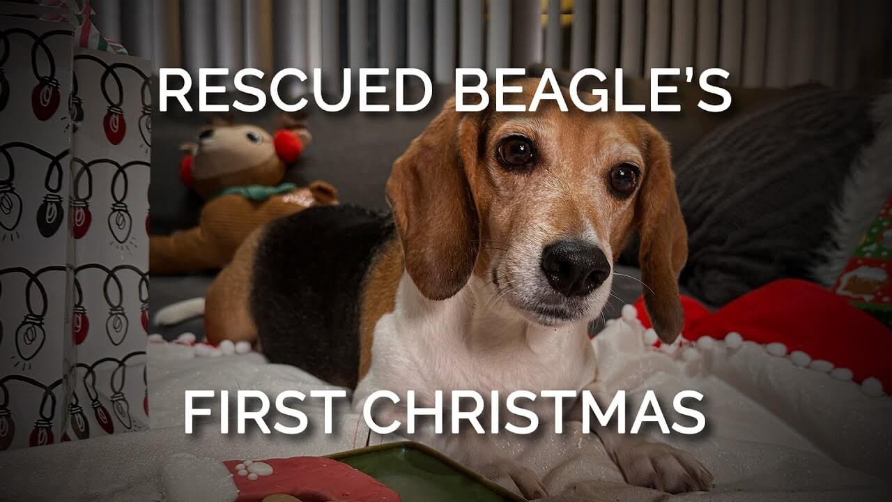 1z3o7nbstse VIDEO: It’s Mabel the Beagle’s First Merry Christmas!