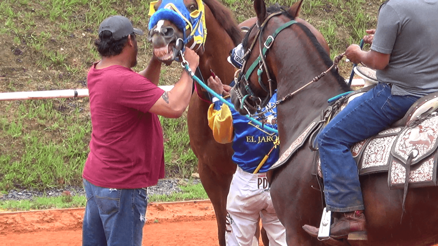 trainer appears to inject racehorse