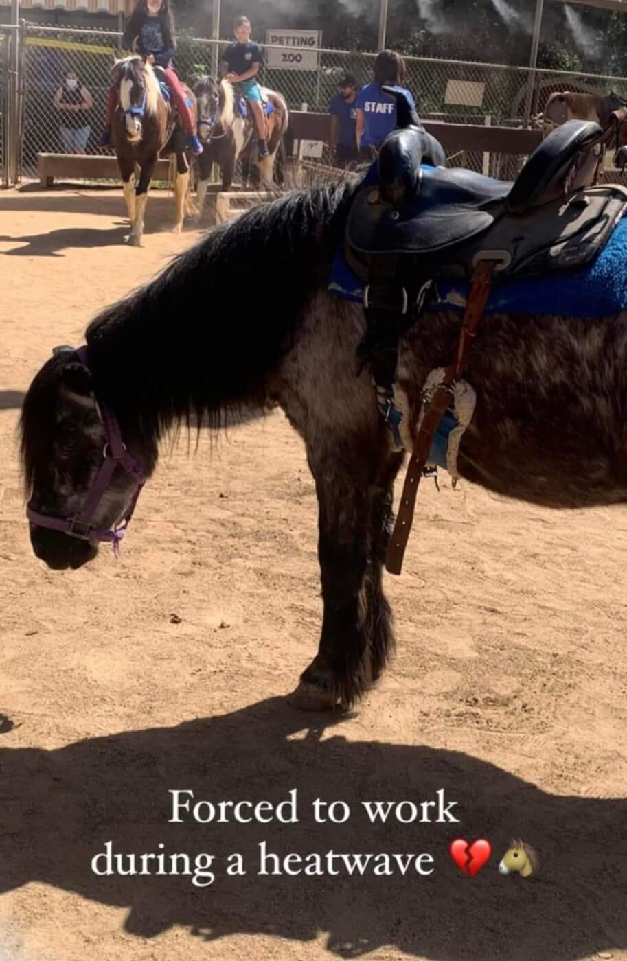 A black pony slouching and sweaty in their saddle. Image captioned: Forced to work during a heatwave broken heart emoji horse emoji