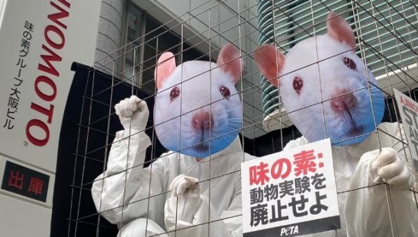 Caged ‘Mice’ Turn Heads at Ajinomoto Facility
