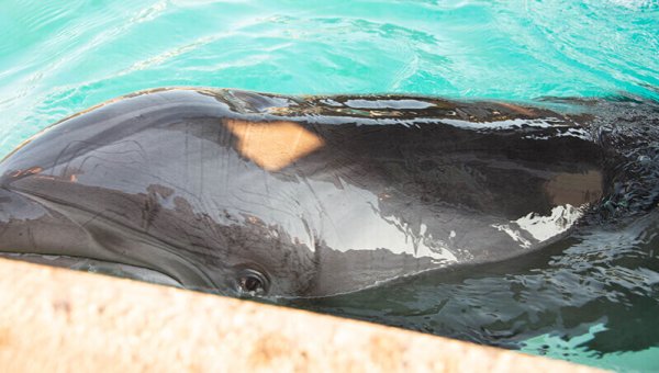 Urge Travel Company Tiqets to Stop Supporting SeaWorld’s Cruelty