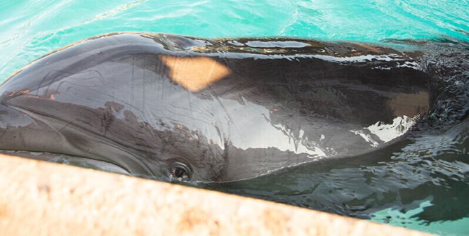 Urge Travel Company Tiqets to Stop Supporting SeaWorld’s Cruelty