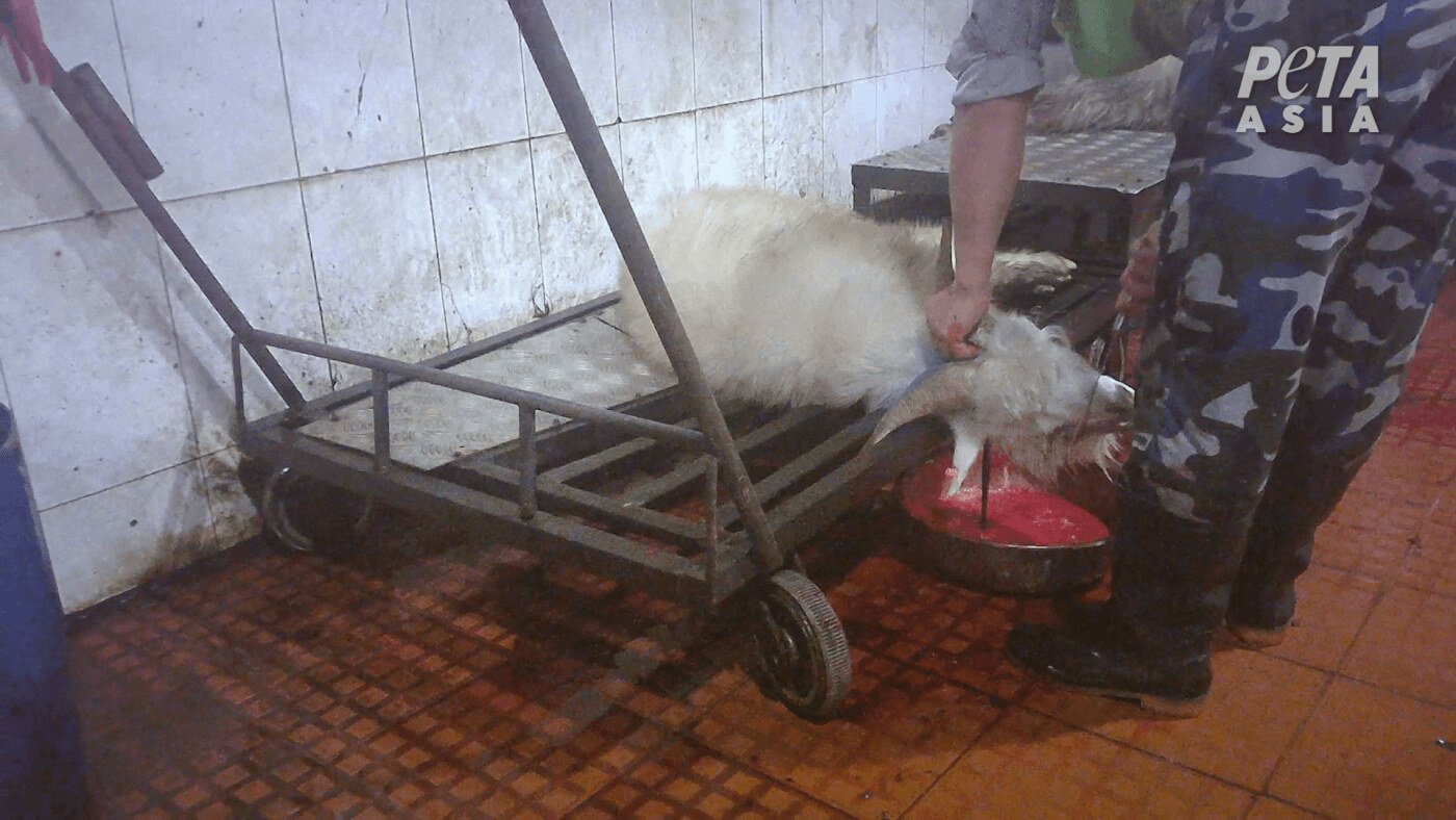 a goat laying on a metal shelf, bleeding out from their neck into a tray held by a worker